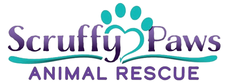 Available Cats for Adoption | Scruffy Paws Animal Rescue RI